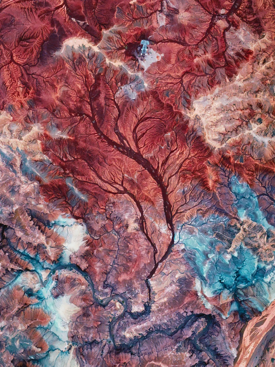 我拍了张掖大地之树_自然奇观